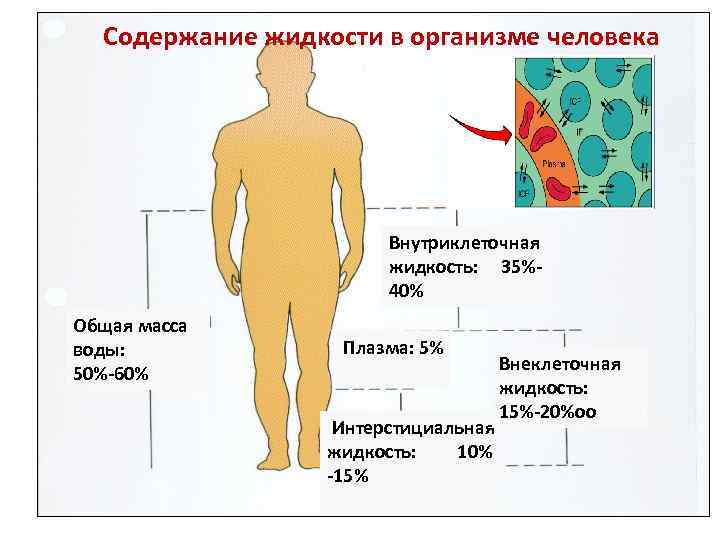 Жидкость в теле. Жидкости в организме человека. В организме человека внутриклеточная жидкость. Жидкости в человеческом теле. Внутриклеточная вода в организме.