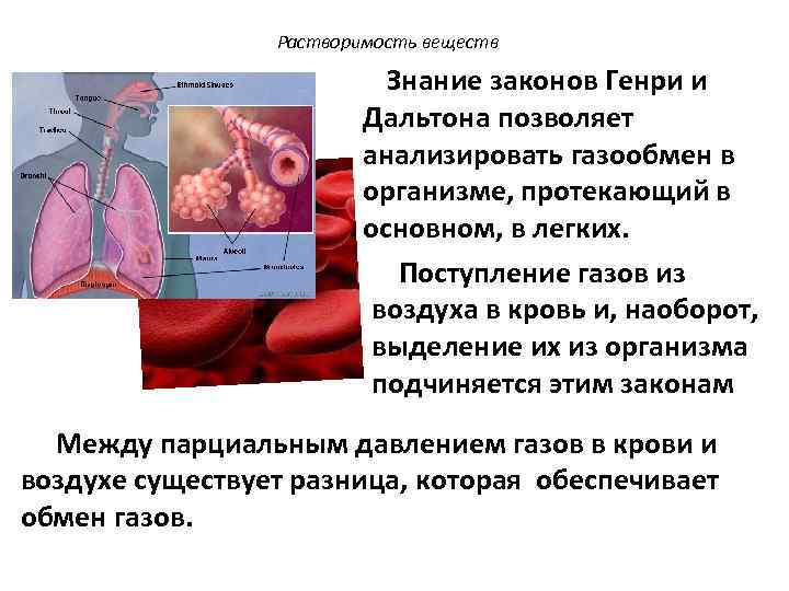 Растворимость веществ Знание законов Генри и Дальтона позволяет анализировать газообмен в организме, протекающий в