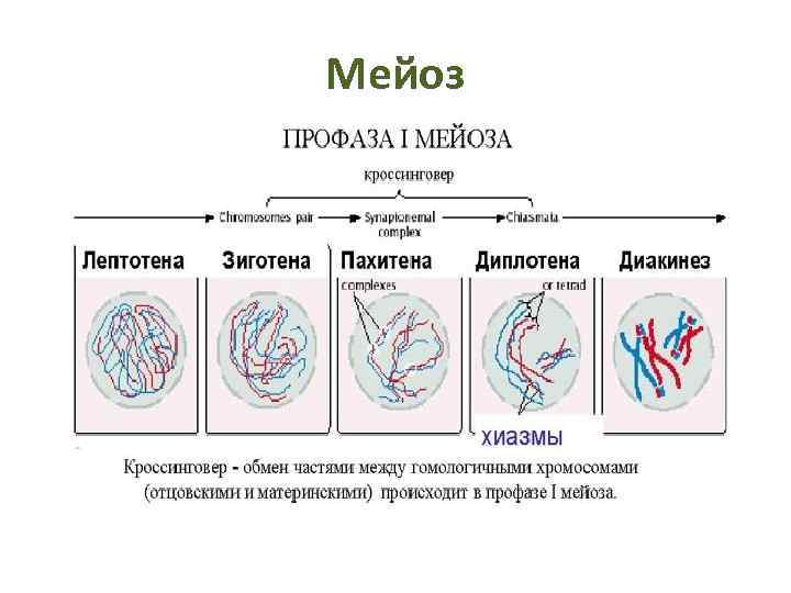 Мейоз 