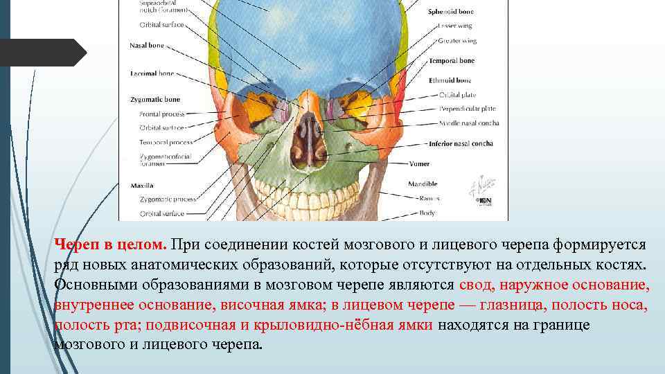 Череп в целом. При соединении костей мозгового и лицевого черепа формируется ряд новых анатомических