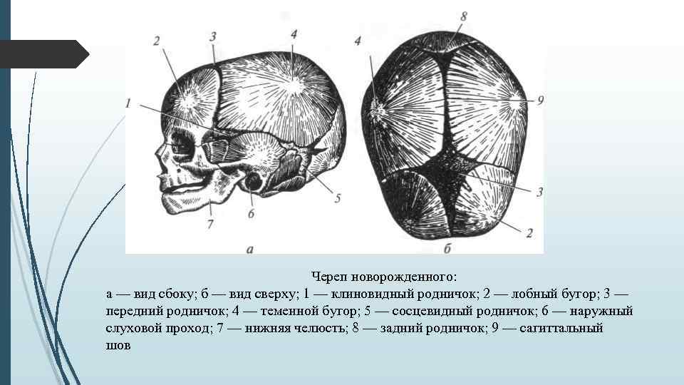 Череп ребенка рисунок