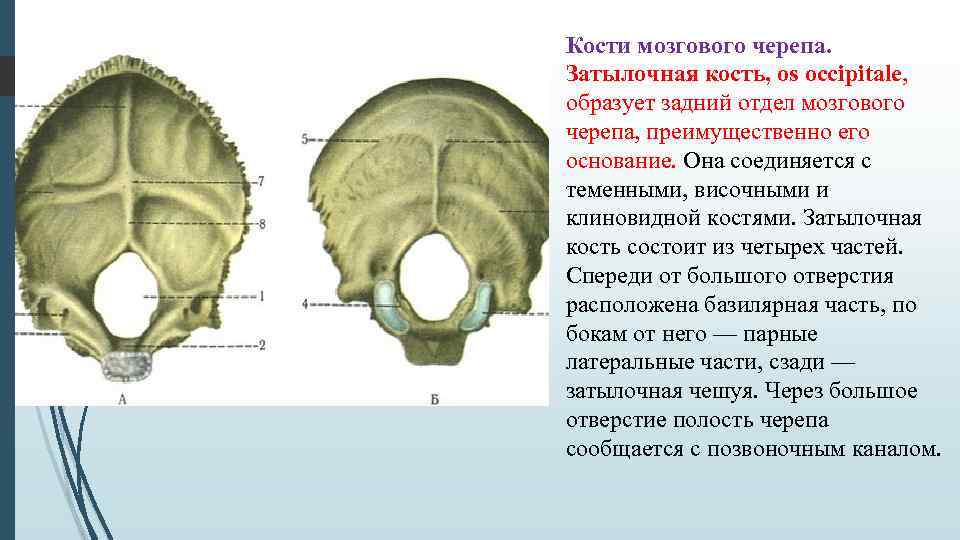 Кости мозгового черепа. Затылочная кость, os occipitale, образует задний отдел мозгового черепа, преимущественно его