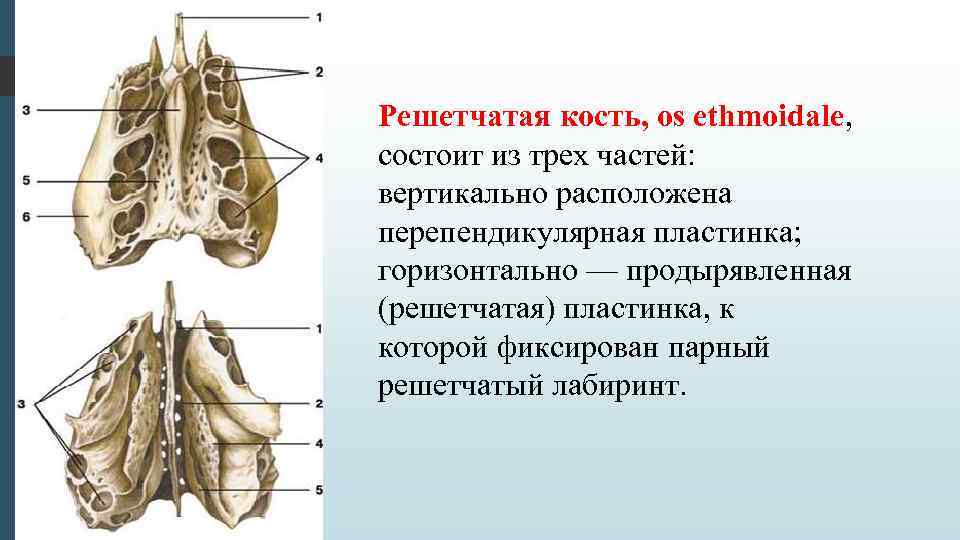 Решетчатая кость, os ethmoidale, состоит из трех частей: вертикально расположена перепендикулярная пластинка; горизонтально —