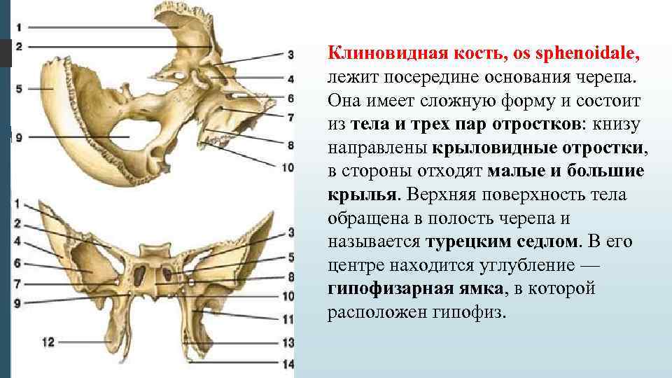 Клиновидная кость, os sphenoidale, лежит посередине основания черепа. Она имеет сложную форму и состоит