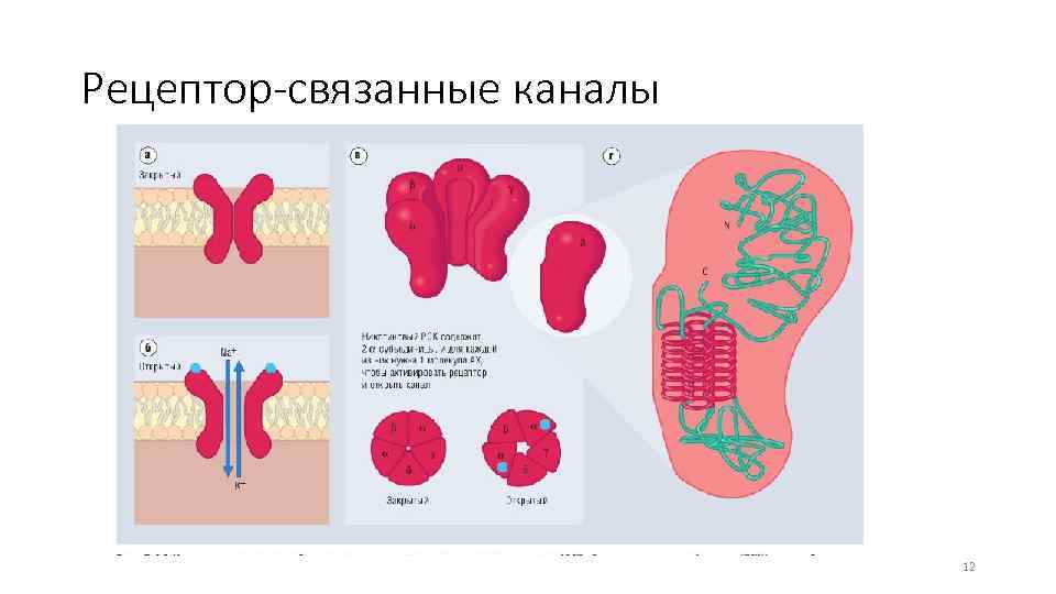 Рецептор-связанные каналы 12 