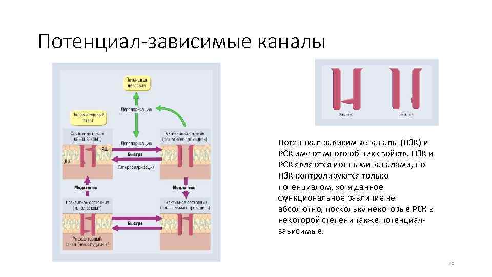 Потенциал-зависимые каналы (ПЗК) и РСК имеют много общих свойств. ПЗК и РСК являются ионными