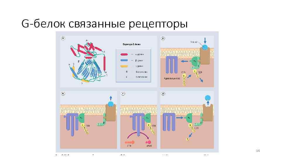 G-белок связанные рецепторы 14 