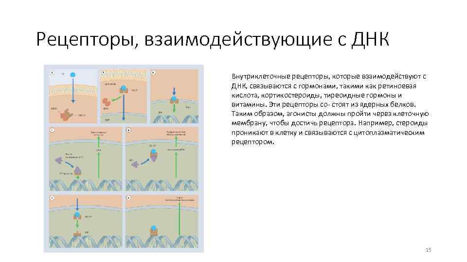 Рецепторы, взаимодействующие с ДНК Внутриклеточные рецепторы, которые взаимодействуют с ДНК, связываются с гормонами, такими