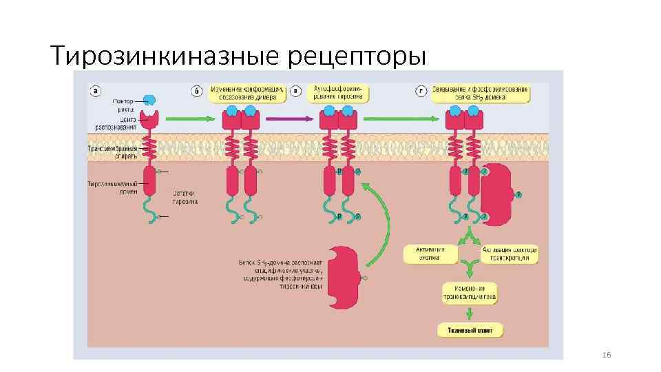 Тирозинкиназные рецепторы 16 