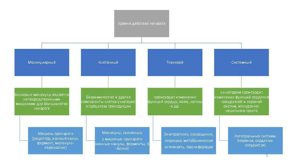 Уровни действия лекарств Молекулярный белковые молекулы являются непосредственными мишенями для большинства лекарств Мишень препарата