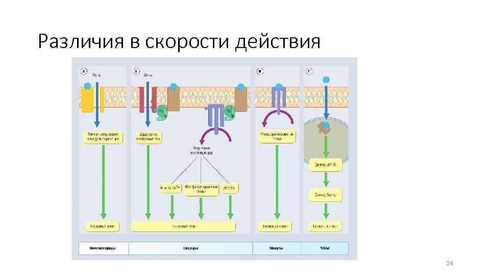 Различия в скорости действия 24 