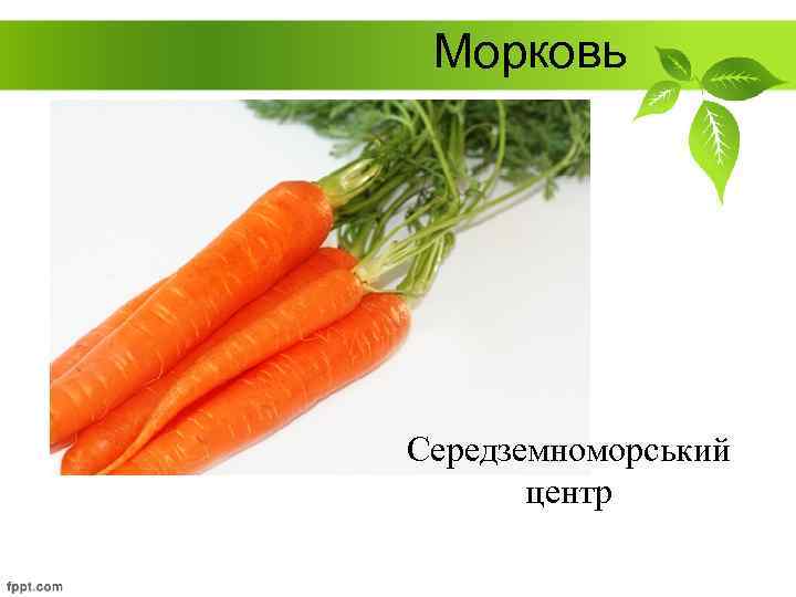 Морковь Середземноморський центр 