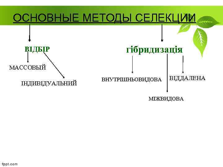 ОСНОВНЫЕ МЕТОДЫ СЕЛЕКЦИИ ВІДБІР гібридизація МАССОВЫЙ ІНДИВІДУАЛЬНИЙ ВНУТРІШНЬОВИДОВА ВІДДАЛЕНА МІЖВИДОВА 