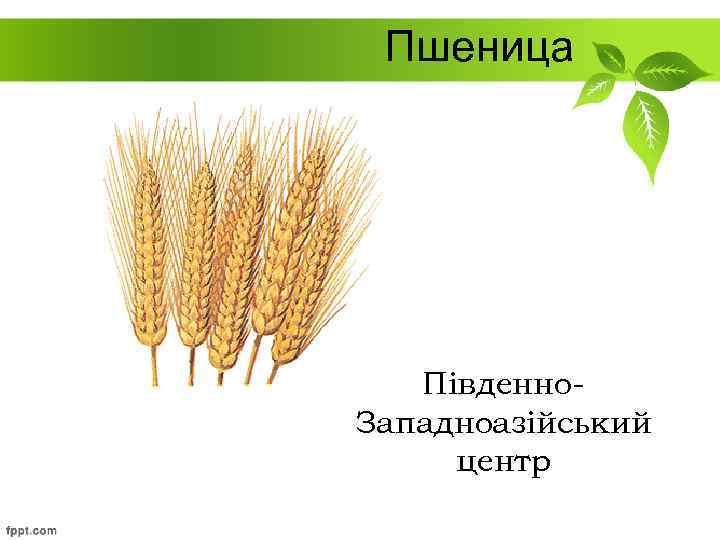 Пшеница Південно. Западноазійський центр 