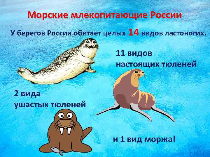 Морские млекопитающие презентация