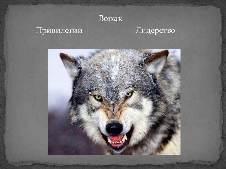 Вожак телеграм. Кто такой вожак. Вожак мемы. Вожак плачет. Вожак стаи Мем.