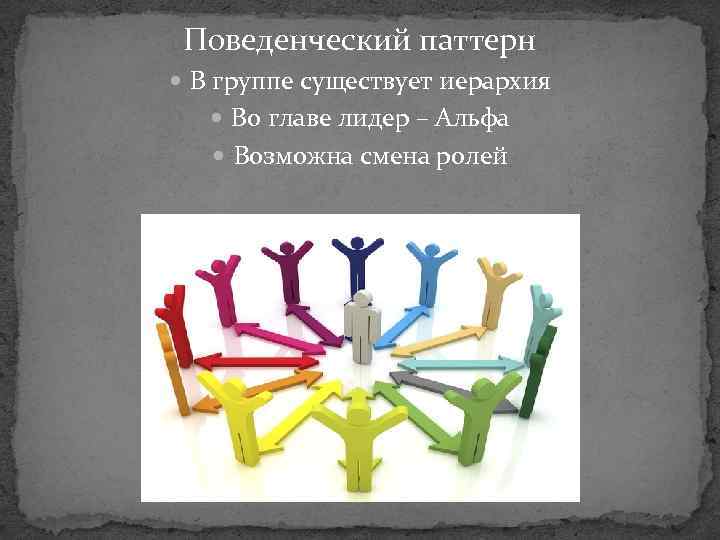 Поведенческий паттерн В группе существует иерархия Во главе лидер – Альфа Возможна смена ролей