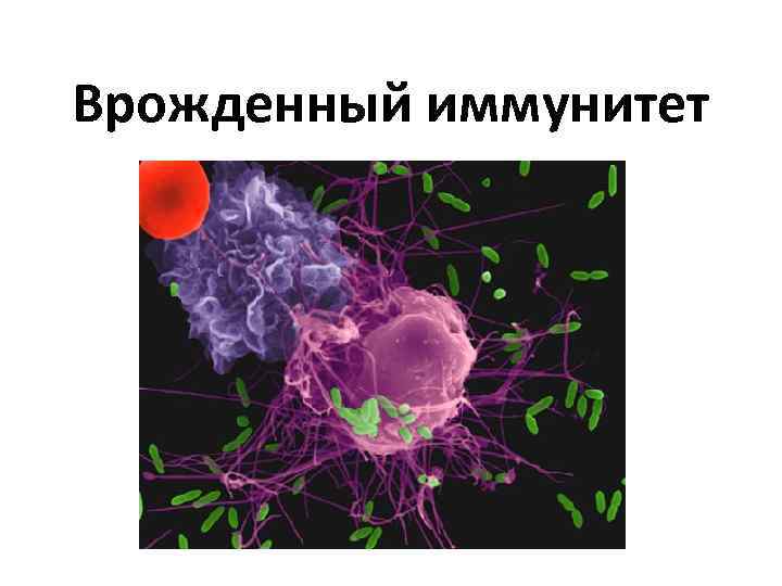 Врожденный иммунитет картинки для презентации