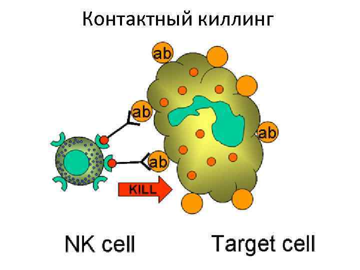 Контактный киллинг 