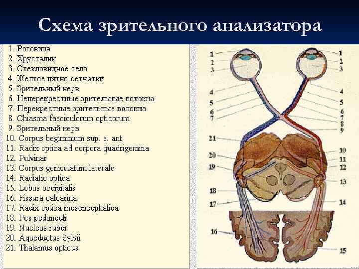 Проводящий путь зрительного анализатора схема анатомия