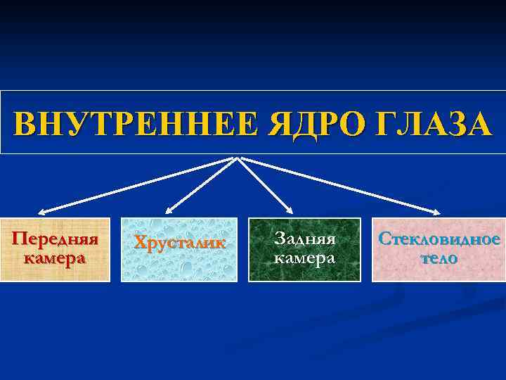 ВНУТРЕННЕЕ ЯДРО ГЛАЗА Передняя камера Хрусталик Задняя камера Стекловидное тело 