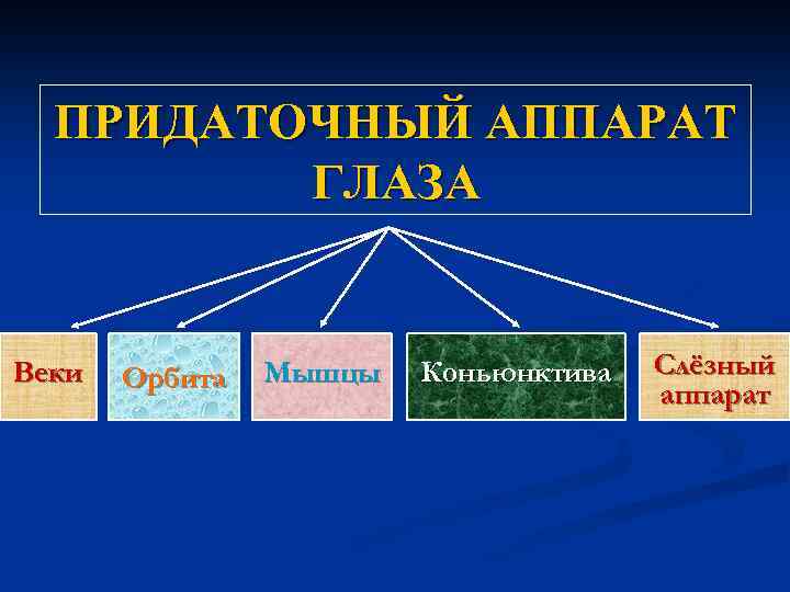 ПРИДАТОЧНЫЙ АППАРАТ ГЛАЗА Веки Орбита Мышцы Коньюнктива Слёзный аппарат 