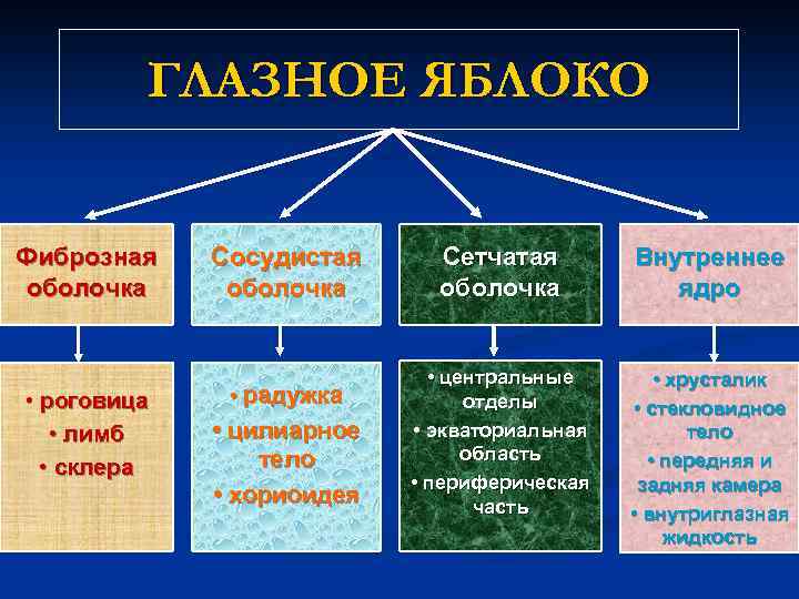 ГЛАЗНОЕ ЯБЛОКО Фиброзная оболочка • роговица • лимб • склера Сосудистая оболочка • радужка