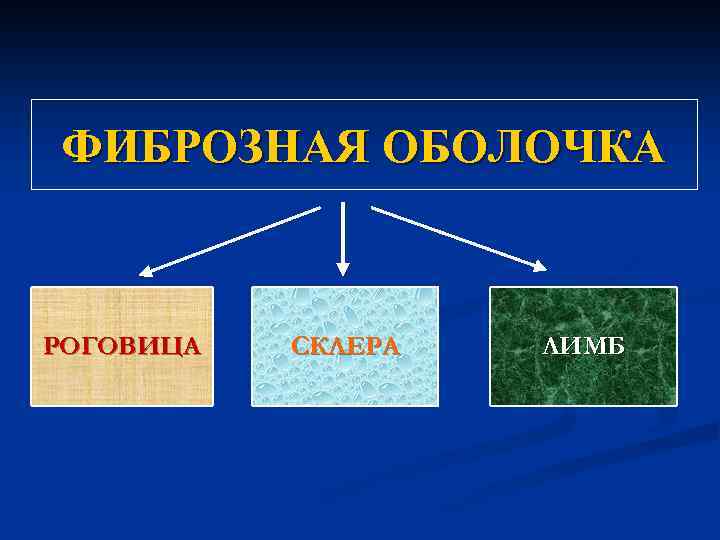 ФИБРОЗНАЯ ОБОЛОЧКА РОГОВИЦА СКЛЕРА ЛИМБ 