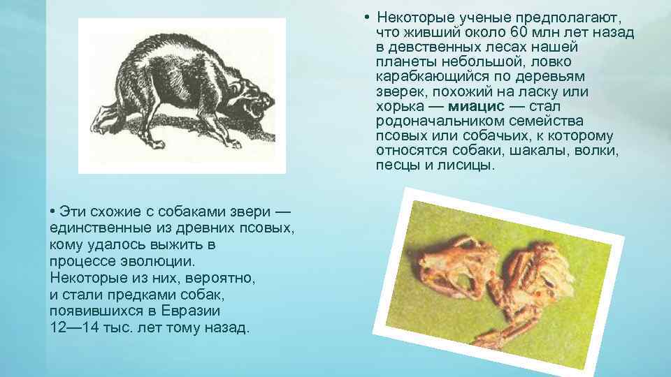  • Некоторые ученые предполагают, что живший около 60 млн лет назад в девственных