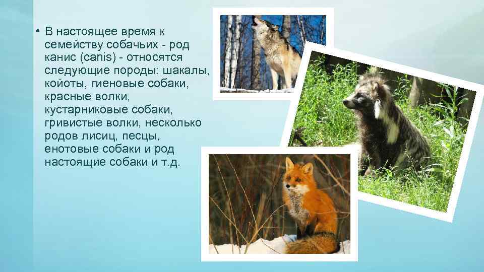  • В настоящее время к семейству собачьих - род канис (canis) - относятся