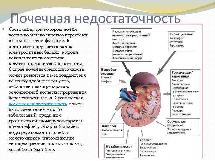 Почечная недостаточность Состояние, при котором почки частично или полностью перестают выполнять свои функции. В