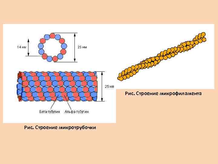 Определите клеточную структуру модель строения которой изображена на рисунке