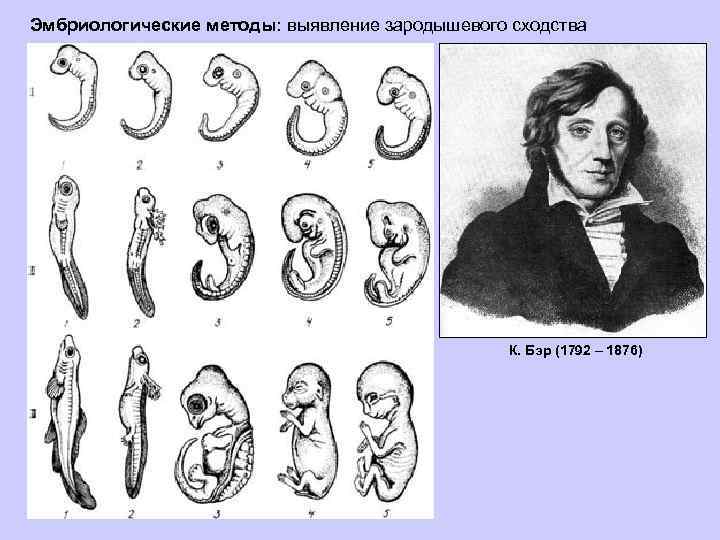 Эмбриологические методы: выявление зародышевого сходства К. Бэр (1792 – 1876) 