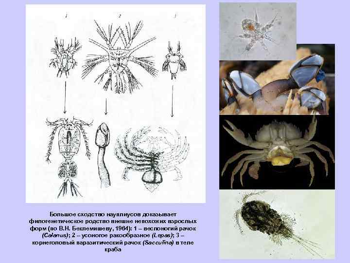 Большое сходство науплиусов доказывает филогенетическое родство внешне непохожих взрослых форм (по В. H. Беклемишеву,