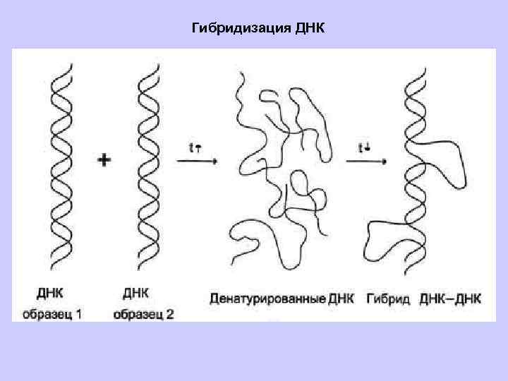 Гибридизация ДНК 