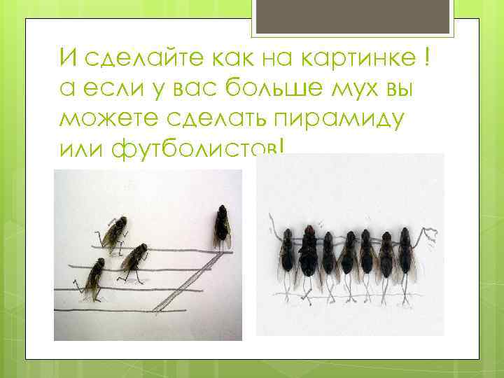 И сделайте как на картинке ! а если у вас больше мух вы можете