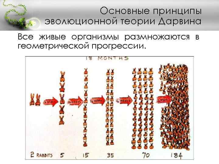 Основные принципы эволюционной теории Дарвина Все живые организмы размножаются в геометрической прогрессии. 