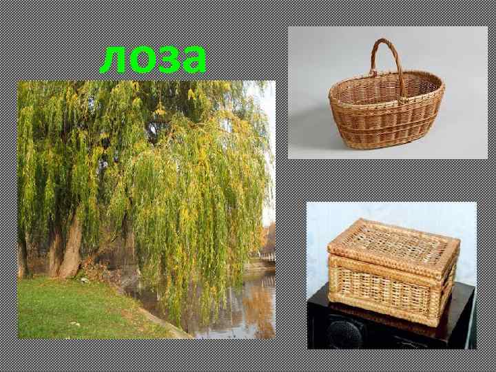лоза 
