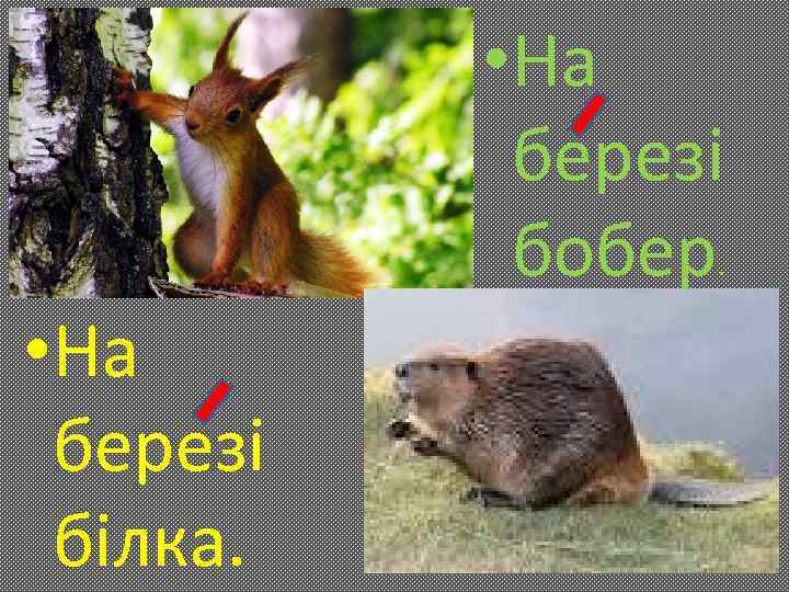  • На березі бобер . • На березі білка. 