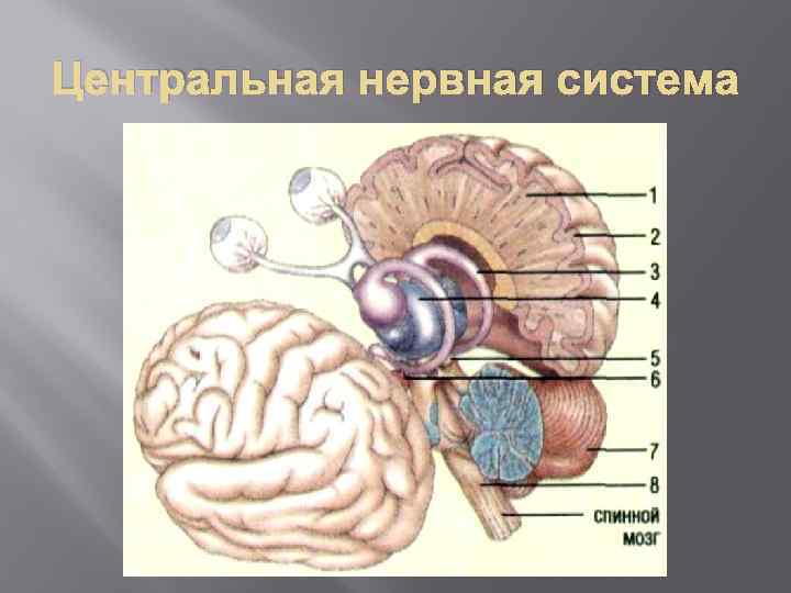 Центральная нервная система 