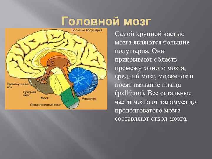 Головной мозг Самой крупной частью мозга являются большие полушария. Они прикрывают область промежуточного мозга,