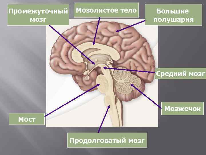 Промежуточный мозг Мозолистое тело Большие полушария Средний мозг Мозжечок Мост Продолговатый мозг 