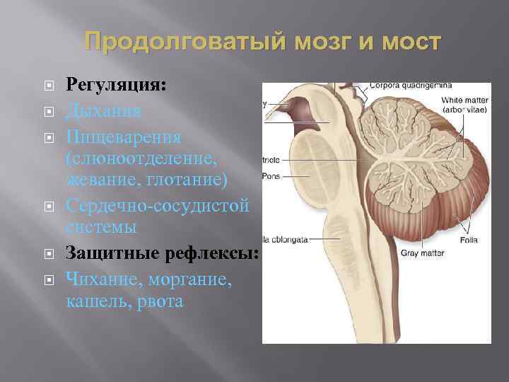 Продолговатый мозг и мост Регуляция: Дыхания Пищеварения (слюноотделение, жевание, глотание) Сердечно-сосудистой системы Защитные рефлексы: