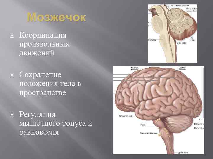 Мозжечок Координация произвольных движений Сохранение положения тела в пространстве Регуляция мышечного тонуса и равновесия