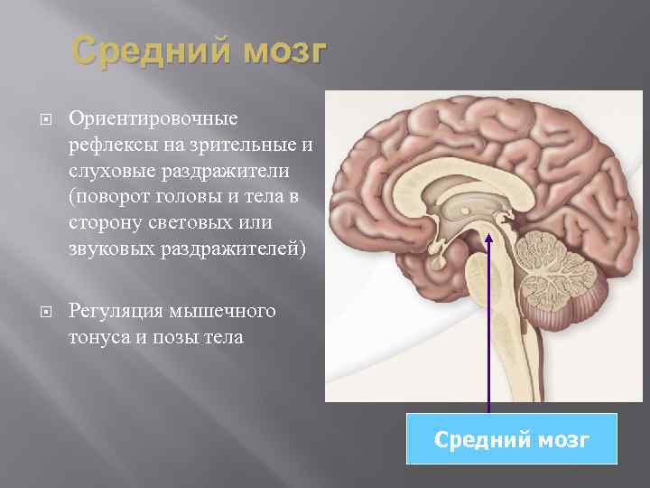 Средний мозг Ориентировочные рефлексы на зрительные и слуховые раздражители (поворот головы и тела в