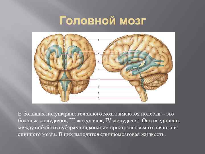 Головной мозг В больших полушариях головного мозга имеются полости – это боковые желудочки, III
