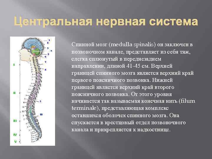 Центральная нервная система Спинной мозг (medulla spinalis) он заключен в позвоночном канале, представляет из