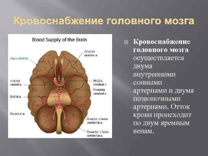 Кровоснабжение головного мозга осуществляется двумя внутренними сонными артериями и двумя позвоночными артериями. Отток крови