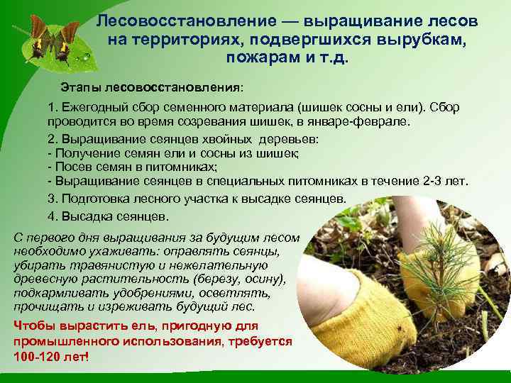 Лесовосстановление — выращивание лесов на территориях, подвергшихся вырубкам, пожарам и т. д. Этапы лесовосстановления: