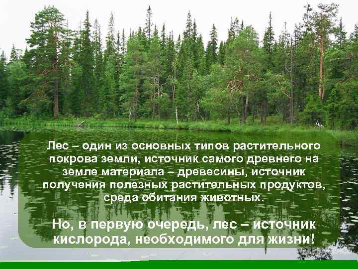 Лес – один из основных типов растительного покрова земли, источник самого древнего на земле